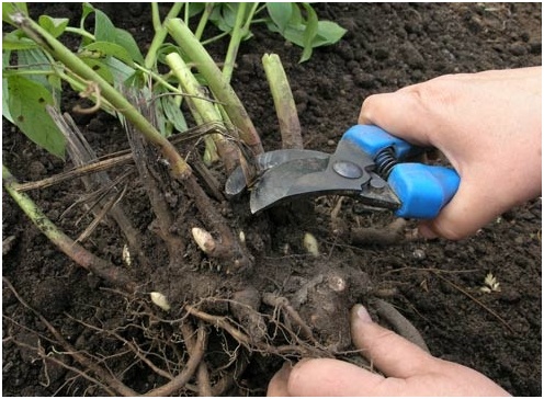 transplantation de pions