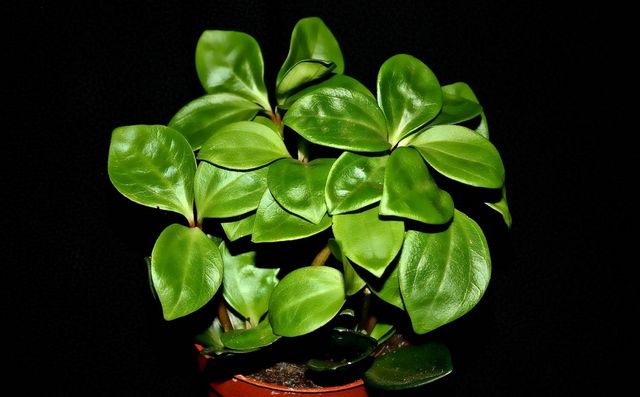 Soin du pyperium