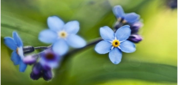 belle fleur