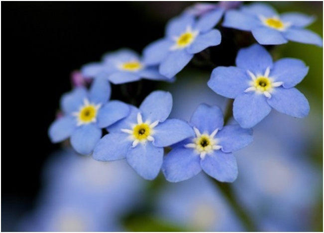 beaucoup de myosotis