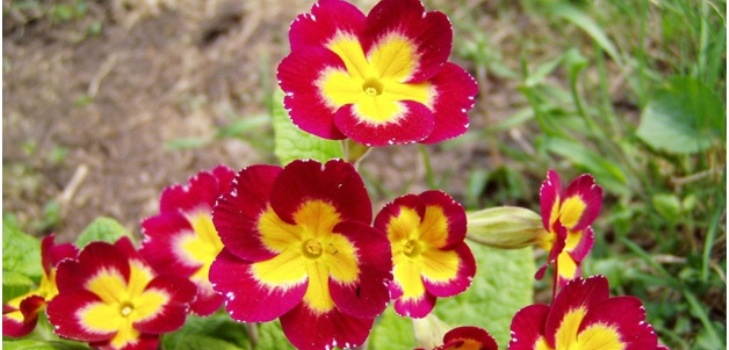 fleurs de primevère