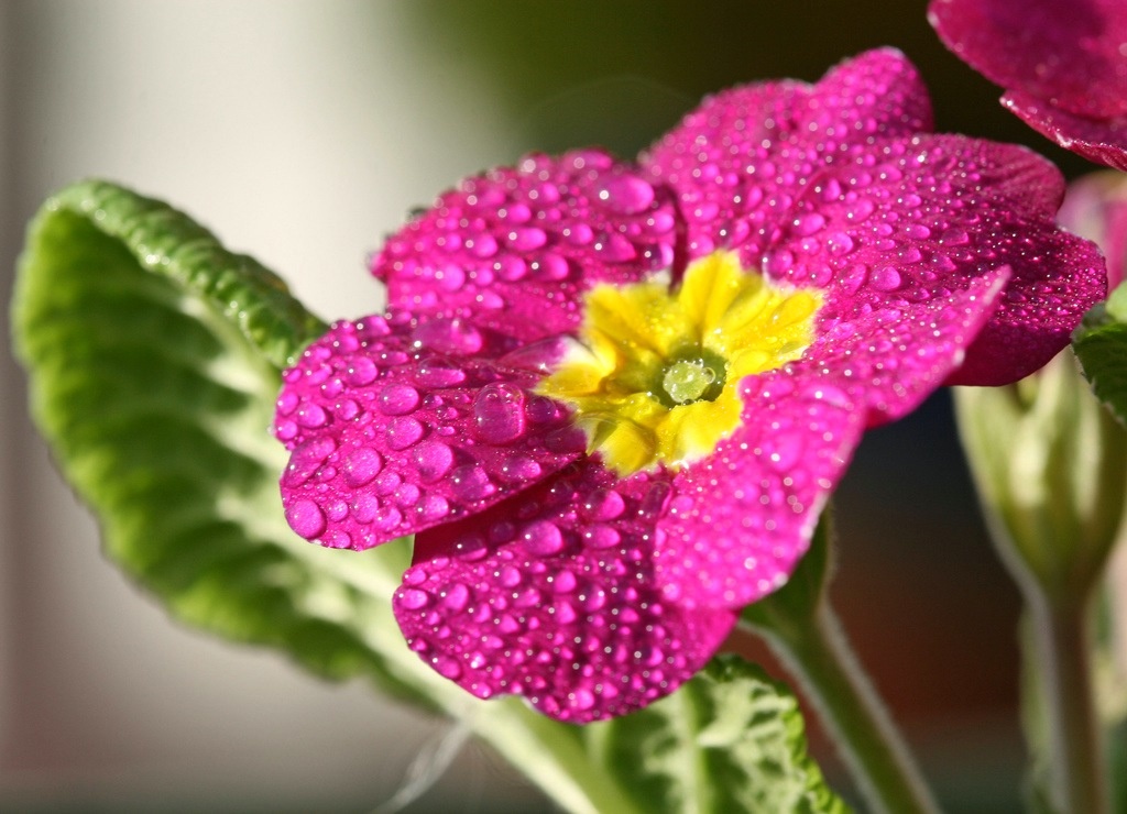 fleur de primevère