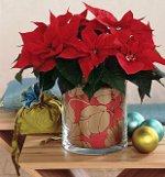 Poinsettia: l'étoile de Noël Poinsettia: l'étoile de Noël