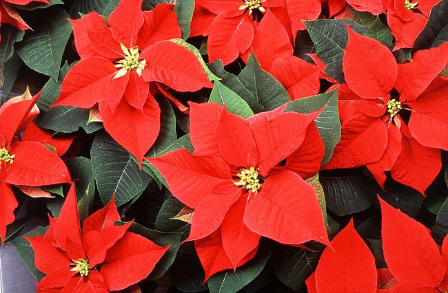 Poinsettia: l'étoile de Noël