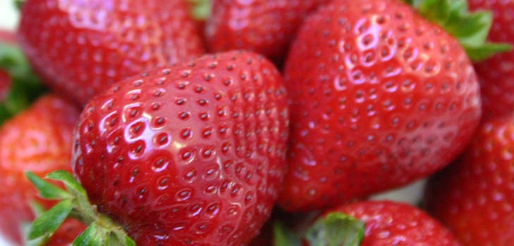Semis de fraises et de fraises
