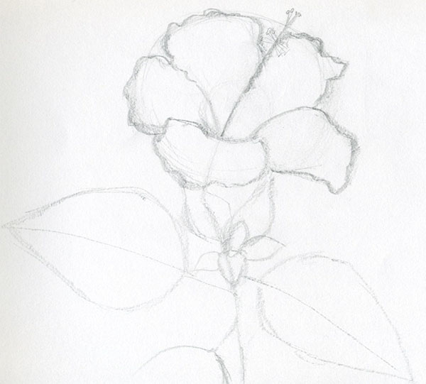 Fleur de la figure