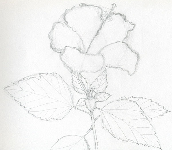 Fleur de la figure