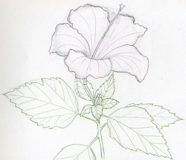 Fleur de la figure