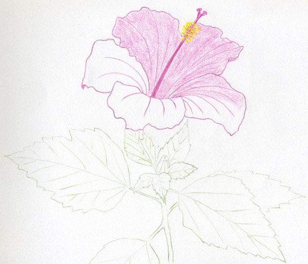 Fleur de la figure