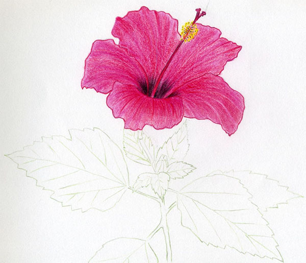 Fleur de la figure