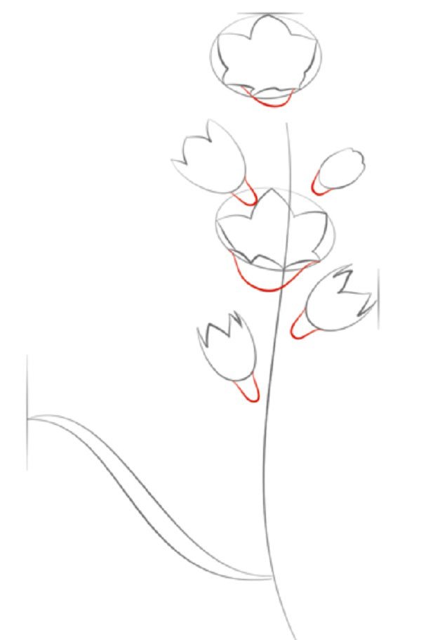 Fleur de la figure