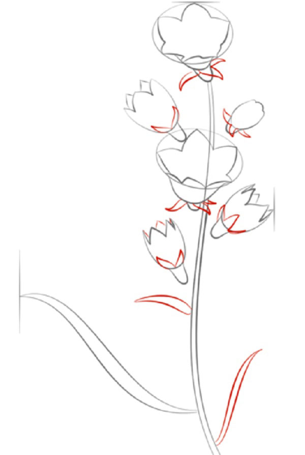 Fleur de la figure