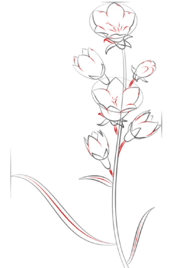 Fleur de la figure