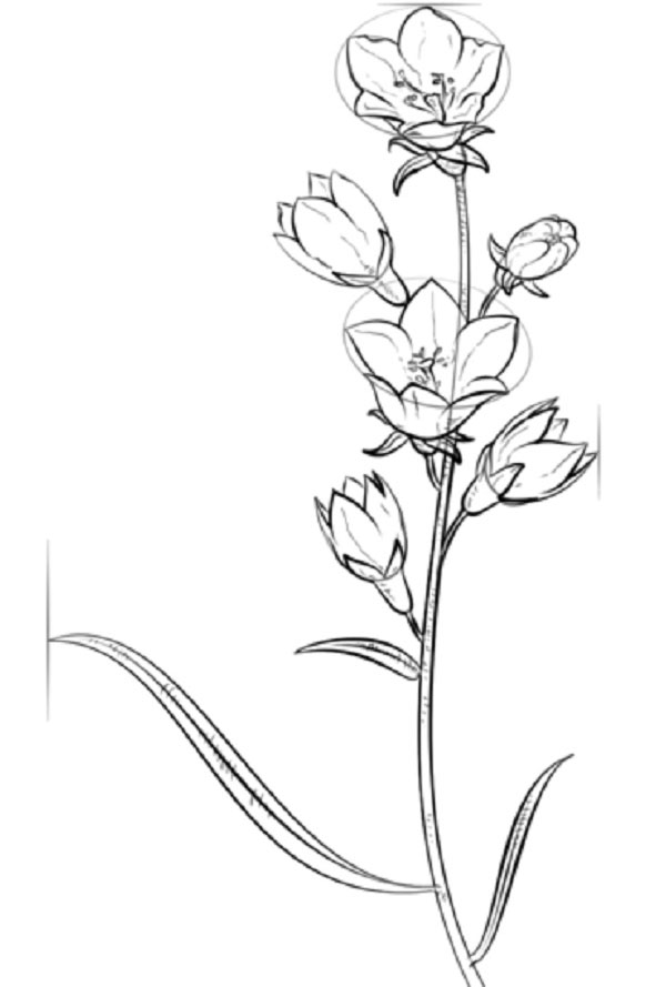 Fleur de la figure