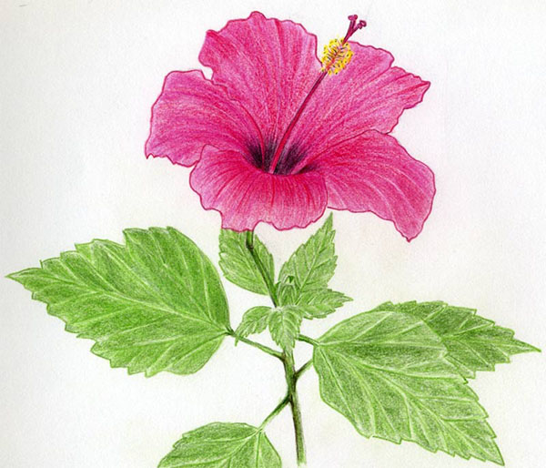 Fleur de la figure