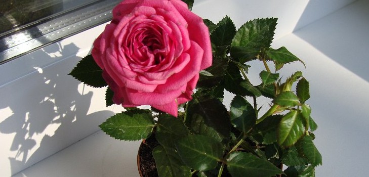 Rose à la maison: soin et entretien