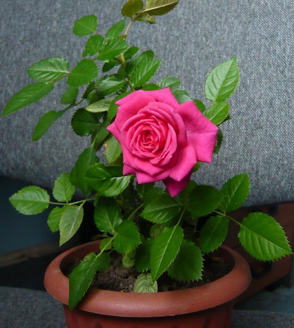 Rose à la maison: soin et entretien