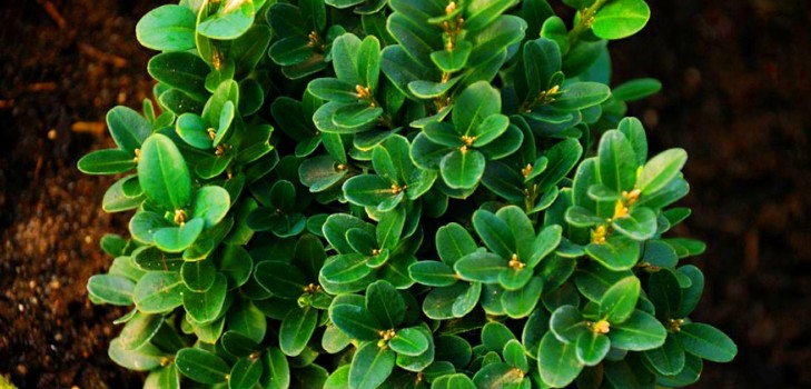 Buis - décoration à feuilles persistantes pour le jardin et le rebord de la fenêtre