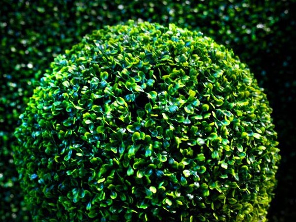 Buis - décoration à feuilles persistantes pour le jardin et le rebord de la fenêtre