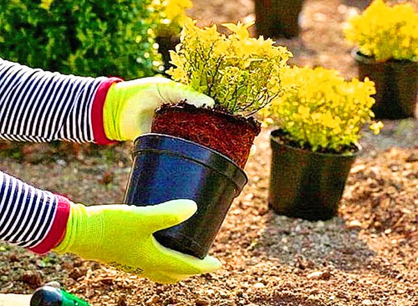 Buis - décoration à feuilles persistantes pour le jardin et le rebord de la fenêtre
