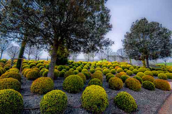 Buis - décoration à feuilles persistantes pour le jardin et le rebord de la fenêtre