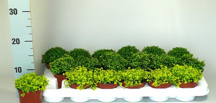 Selaginella: soin