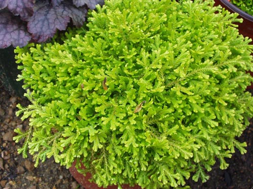 Selaginella: Espèces
