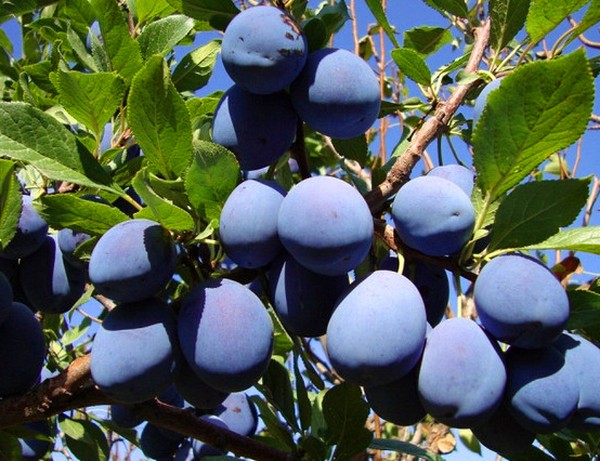 Jardin évier les meilleures variétés pour la culture