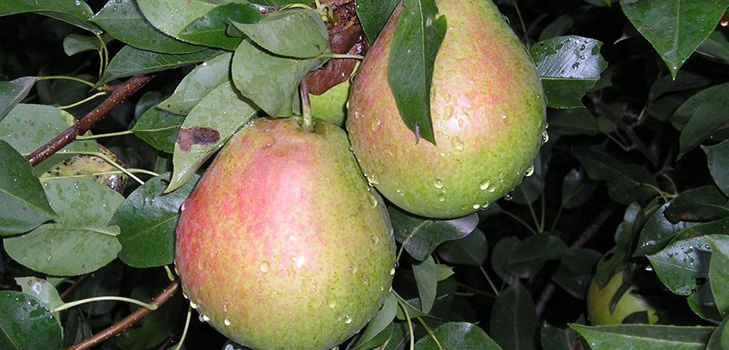 Les meilleures qualités de poires - descriptions, plantation et soins, photo
