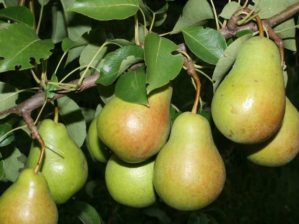 Les meilleures qualités de poires - descriptions, plantation et soins, photo