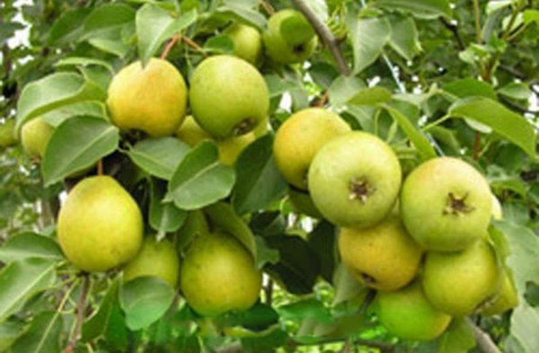 Les meilleures qualités de poires - descriptions, plantation et soins, photo