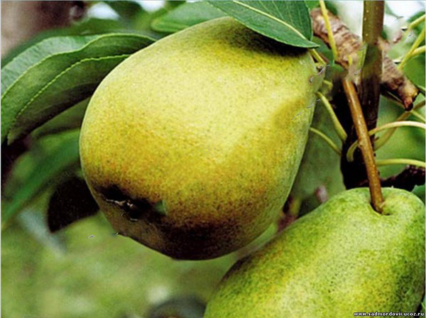 Les meilleures qualités de poires - descriptions, plantation et soins, photo