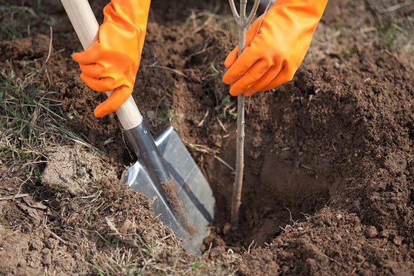Les meilleures qualités de poires - descriptions, plantation et soins, photo