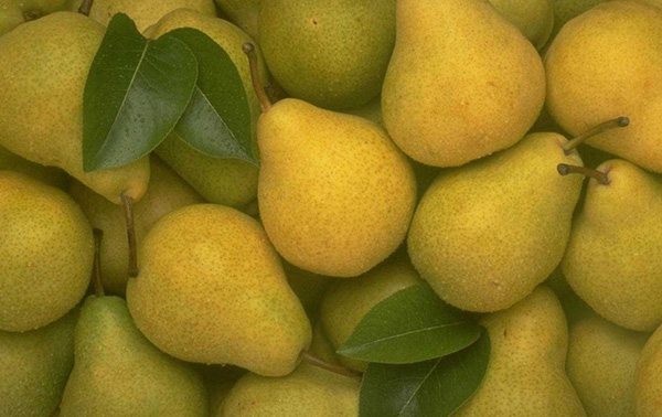 Les meilleures qualités de poires - descriptions, plantation et soins, photo