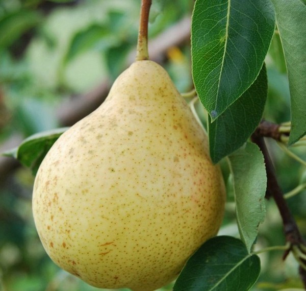 Les meilleures qualités de poires - descriptions, plantation et soins, photo