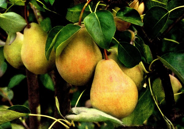 Les meilleures qualités de poires - descriptions, plantation et soins, photo
