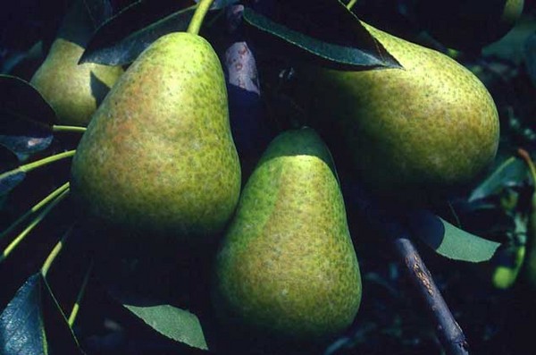 Les meilleures qualités de poires - descriptions, plantation et soins, photo