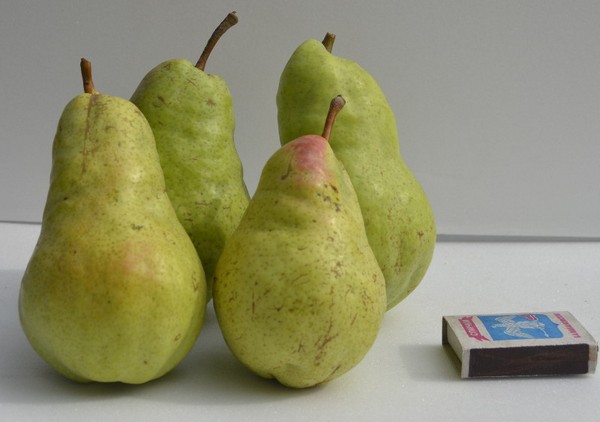 Les meilleures qualités de poires - descriptions, plantation et soins, photo
