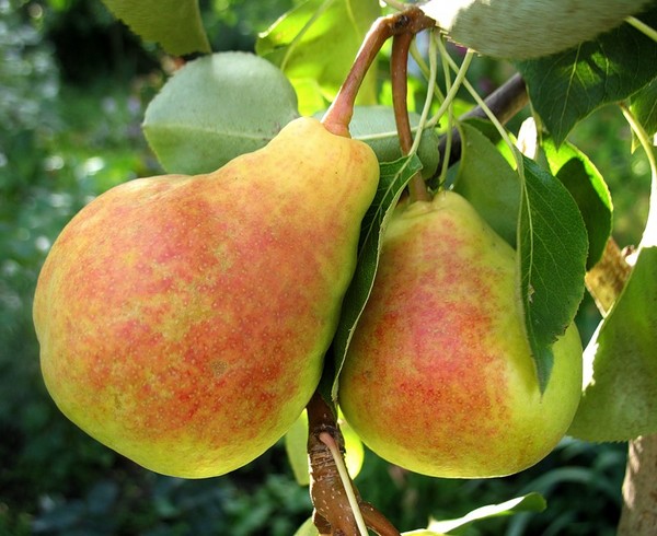 Les meilleures qualités de poires - descriptions, plantation et soins, photo