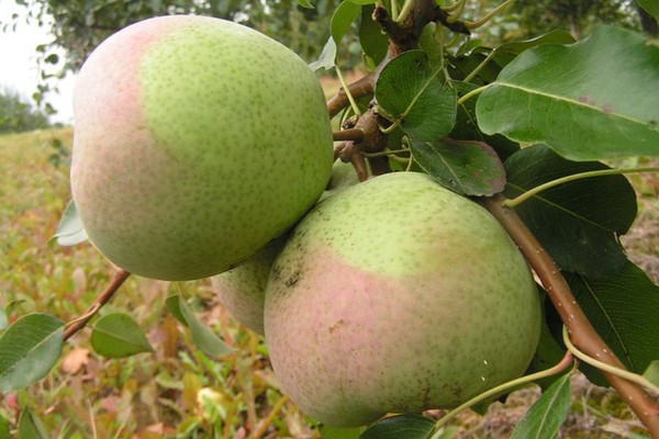 Les meilleures qualités de poires - descriptions, plantation et soins, photo