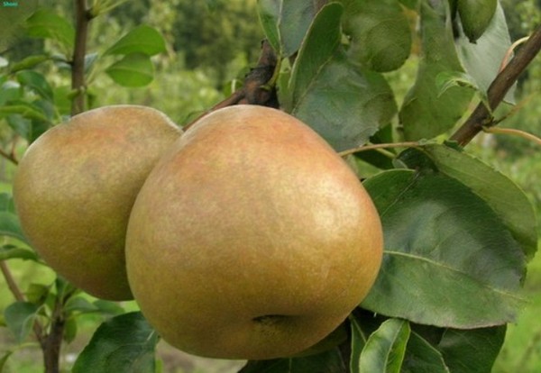 Les meilleures qualités de poires - descriptions, plantation et soins, photo