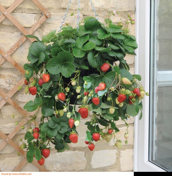 Les meilleures fraises - description, caractéristiques, photo