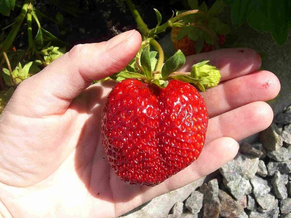 Les meilleures fraises - description, caractéristiques, photo