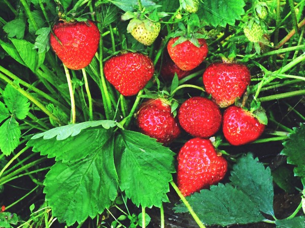 Les meilleures fraises - description, caractéristiques, photo