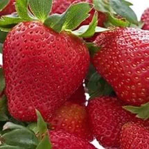 Les meilleures fraises - description, caractéristiques, photo