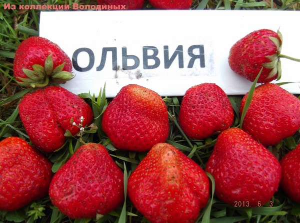 Les meilleures fraises - description, caractéristiques, photo
