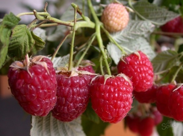 Les meilleures variétés de framboises - descriptions, plantation et soins, photo