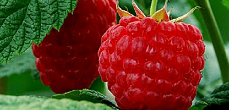 Les meilleures variétés de framboises - descriptions, plantation et soins, photo