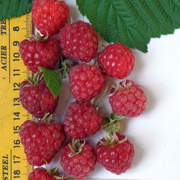 Les meilleures variétés de framboises - descriptions, plantation et soins, photo