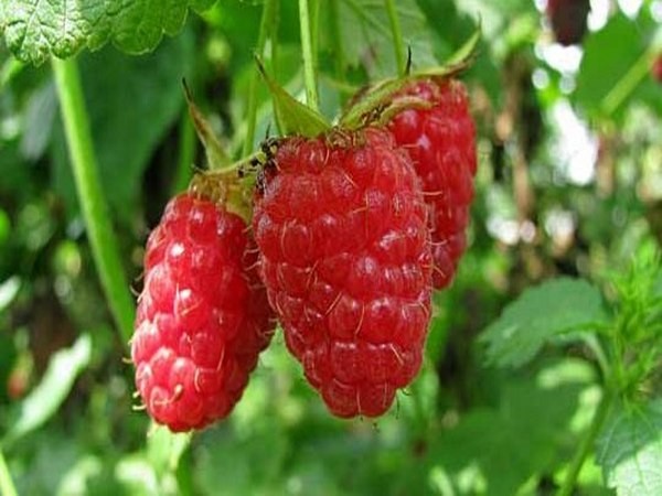 Les meilleures variétés de framboises - descriptions, plantation et soins, photo